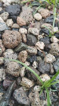 Detailed image of a pebble object with natural variations in size and color. Taken in natural outdoor light. Suitable for AI training of natural material classification. photo