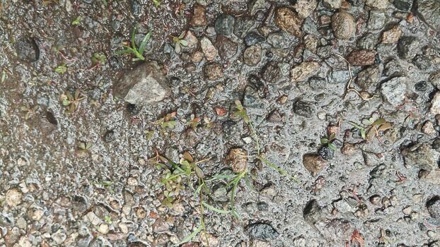 Front view photo of a raindrop pebble object with natural color contrast. Taken under natural lighting. Used for AI training of natural visual classification.