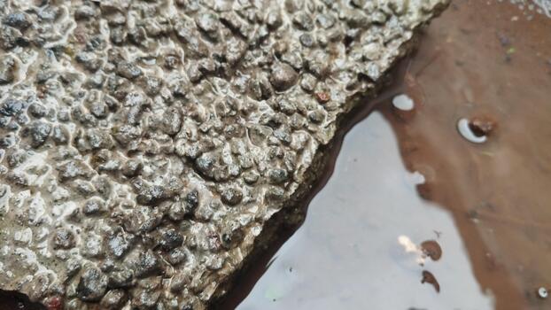 Detailed image of a wet natural stone object with natural contrasting colors. Soft natural light. Suitable for visual-based material recognition AI. photo