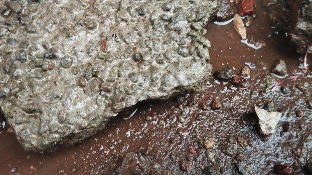 Close-up photo of a rough rock object with a small puddle of water around it. Natural lighting without flash. Used for AI surface condition classification.