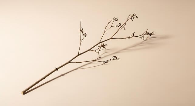 Minimalist Overhead View of a Dry Twig Casting a Shadow on a Beige Background photo