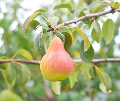 one ripe pear on a tree photo