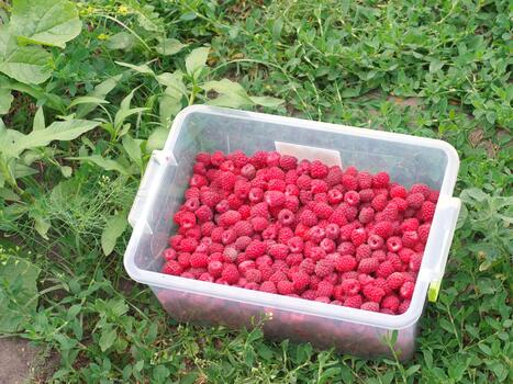 Raspberry, top view. photo