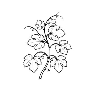 un elegante y artístico línea dibujo ilustración de un delicado vid rama con múltiple lobulado hojas y enrollar zarcillos vector