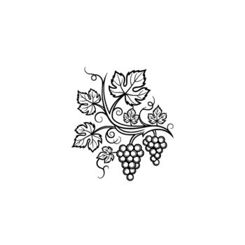 Elegant line art illustration of a grape vine with detailed leaves and two clusters of grapes forming a decorative flourish vector