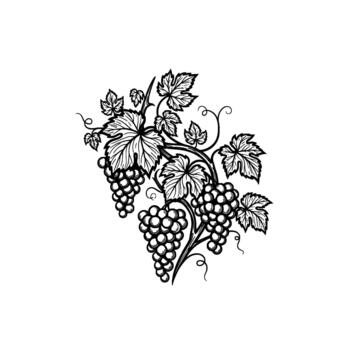 Intricate line art illustration of a stylized grape vine with abundant bunches of grapes and detailed leaves creating a decorative border element vector