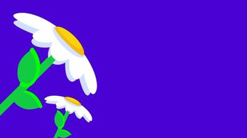 ein Gänseblümchen lehnt sich anmutig zu das Seite, Erfassen sanft Bewegung und das Sanft Kurve von es ist Stengel wie es antwortet zu ein ungesehen Macht video