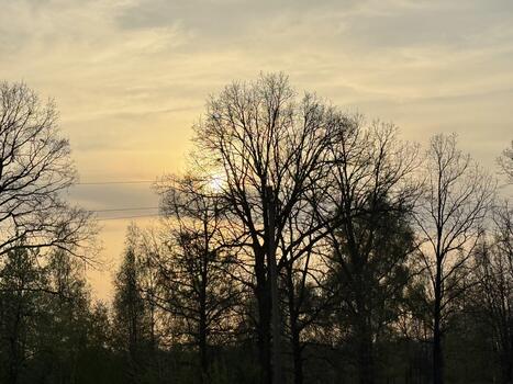 The calm light of the setting sun shines through the silhouettes of trees with bare branches against the backdrop of a pale, cloudy sky photo