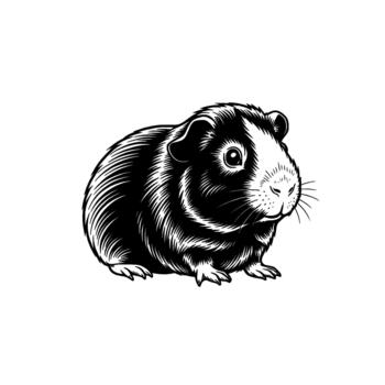A detailed linework illustration of a charming guinea pig with its distinctive markings and whiskers isolated vector