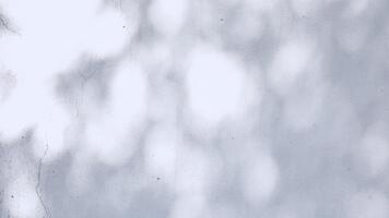 mjuk vit vägg bakgrund med naturlig blad skugga bokeh och mild solljus, skapande en lugna och luftig atmosfär för använda sig av som natur inspirerad bakgrund video