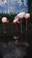 rosa flamingos stå och putsa förbi en mörk reflekterande slå samman innan ett azulejo bricka mural i Funchal, madeira. vertikal inramning och mjuk ljus markera Färg och textur. video
