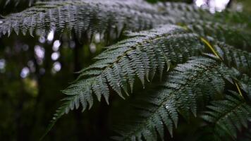 cerca macro de superposición árbol helecho frondas con gotas, agudo estrías y amarillo nervaduras centrales, oscuro bokeh bosque, superficial profundidad de campo, apagado Esmeralda tonos video