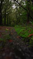 un estrecho corriente carreras a lo largo un lodoso camino en madeira laurisilva. bajo ángulo vista, suave nublado luz, sutil empujar adelante, agudo primer plano, árbol túnel Bokeh. video