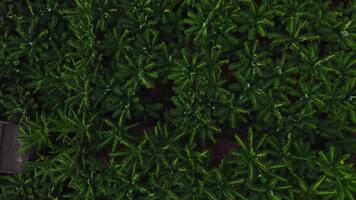 Drone moves overhead across banana plantation in Madeira, Portugal, showing repeating rows, concrete path, and vine covered roof in soft low angle light. video