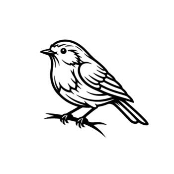 Detailed illustration of a robin perched on a branch rendered in a classic linework style representing nature and wildlife themes for branding and projects vector