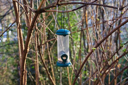 colgando pájaro alimentador con semillas en árbol rama en jardín foto