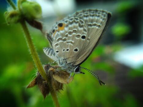 mariposa descansando en un planta con estampado alas en un lozano verde ambiente foto