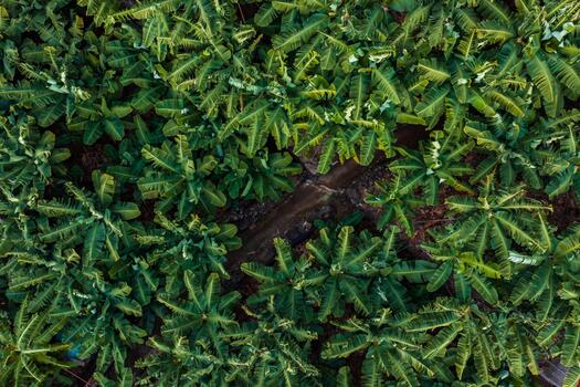 Aerial top down view of banana plants in dense rows on Madeira, with a narrow earthen path cutting diagonally, soft natural light, repeating leaf patterns. photo