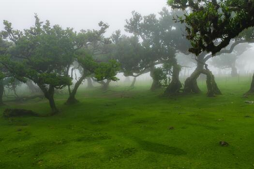 antiguo laurel arboles estar en niebla a ventilador bosque en Madeira, Portugal. nudoso bañador subir desde musgo en frio difuso ligero con superficial visibilidad y calma humor. foto