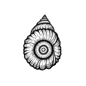 detallado monocromo línea Arte ilustración de un en espiral gasterópodo cáscara exhibiendo intrincado espira patrones y un texturizado superficie vector