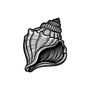 detallado tinta línea Arte ilustración de un espiral concha presentando intrincado patrones y aislado vector