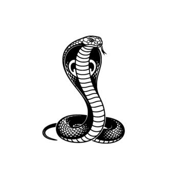 A stark minimalist illustration of a striking cobra snake in a defensive pose displaying its hood and forked tongue vector