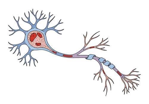 Detailed scientific illustration of a biological neuron cell with dendrites and axon showing nervous system structure. vector