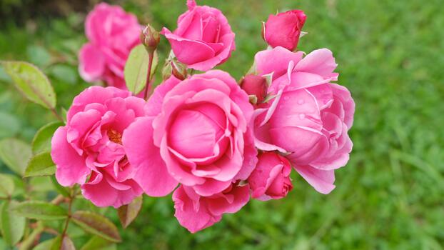Pink roses with multiple blooms and green leaves in garden setting, close-up view showcasing petals and foliage against blurred green background photo