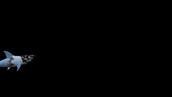 Shark fish swimming video