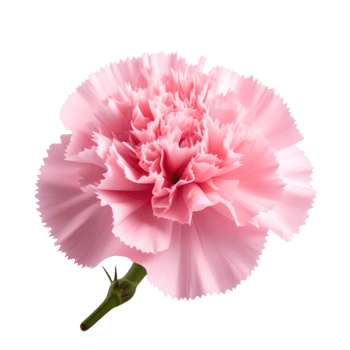 isolerat närbild av en fullt blommade, delikat rosa blomma. de ruggig kronblad skapa en mjuk textur med subtil skuggning, visa upp vibrerande Färg. grön stam synlig png