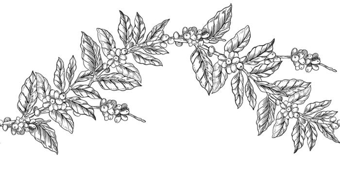 A seamless border featuring coffee branches with ripe beans. illustration for cafe and restaurant interiors, menus, packaging, and corporate identity. vector