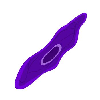 Endothelial Cell. Structure, Function cell structure vector