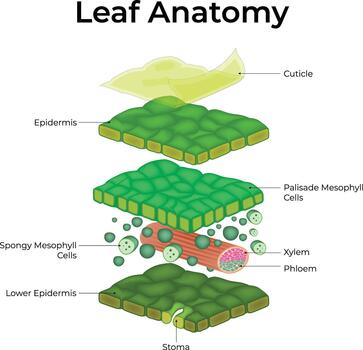 hoja anatomía diagrama con etiquetado capas vector