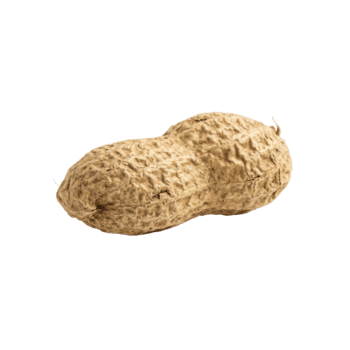 maní cáscara con textura png