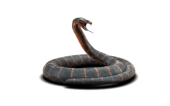 agressief rots Python houding png