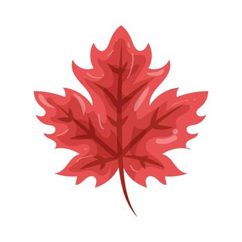 Red Maple Leaf vector