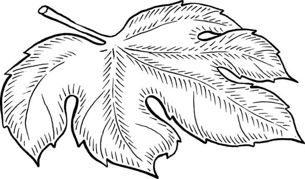 Single grape leaf vector