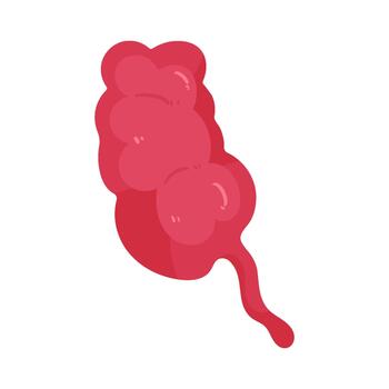 Human Appendix Illustration vector