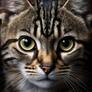 Click to view uploads for Pasquale Marrone