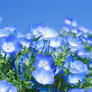 Cliquez pour afficher les importations pour nemophila