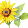 Click to view uploads for Puangpen Ditsathean
