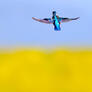 Click to view uploads for Volodymyr Kucherenko