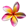 Click to view uploads for Pipin  Halimin