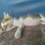 Click to view uploads for Dani Muhamad