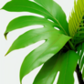 Click to view uploads for vect ara