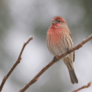 Klicka för att se uppladdningar för birdsnstuff