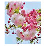 Click to view uploads for Amirunnesa Sumi