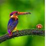 Click to view uploads for UZZAL  BALA