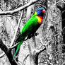 Click to view uploads for Pa De