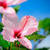 Cliquez pour afficher les importations pour hibiscus81